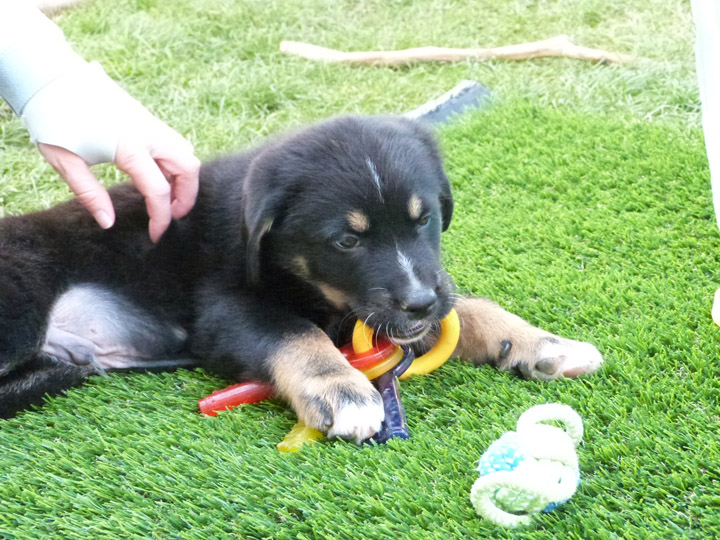 chinook dog